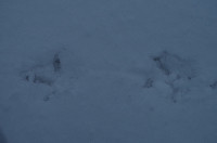 gitteval_20160101_5686a5a26b2fd.jpg