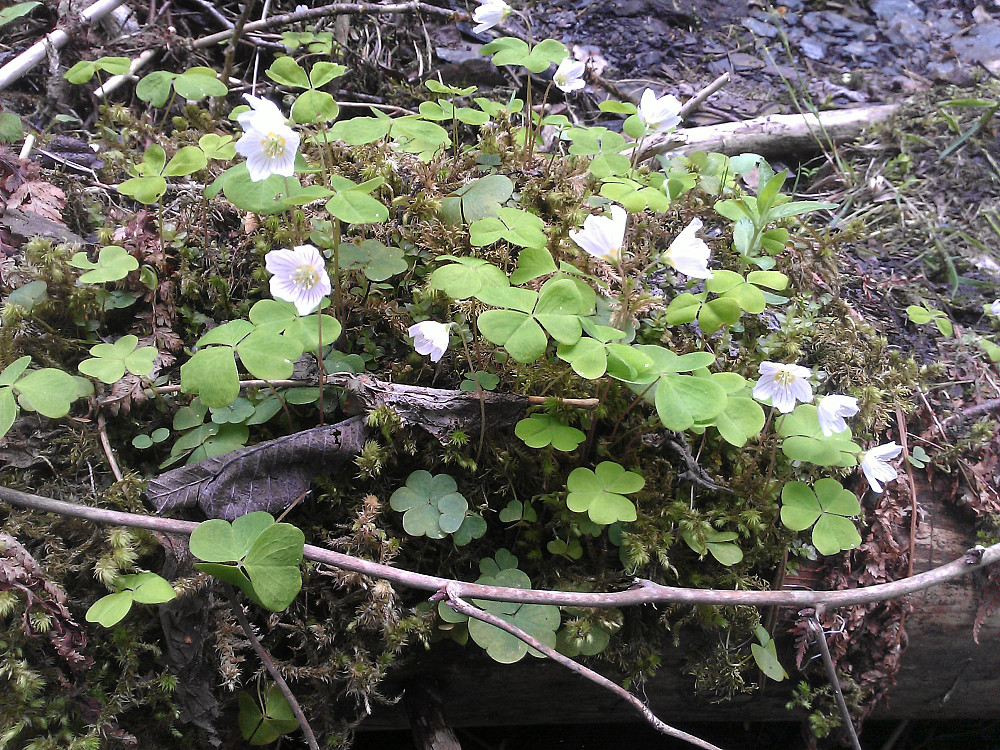 Blomstrende gaukesyre
