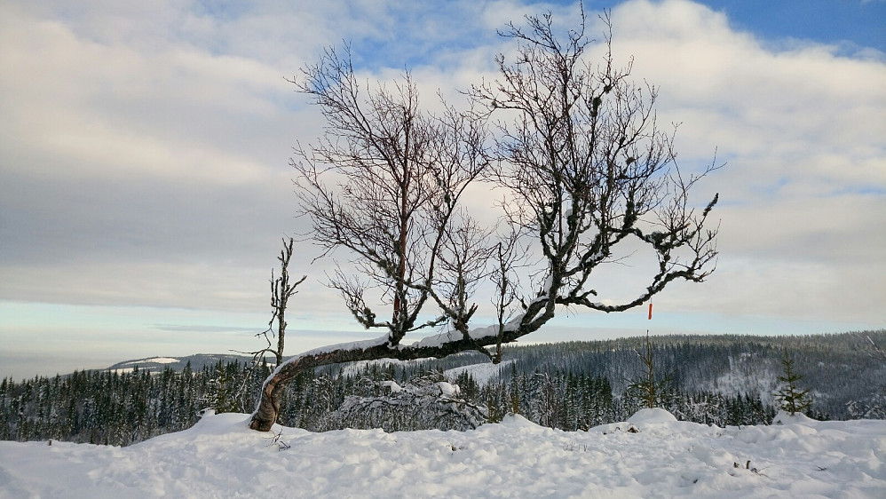 Fodstadvollkampen