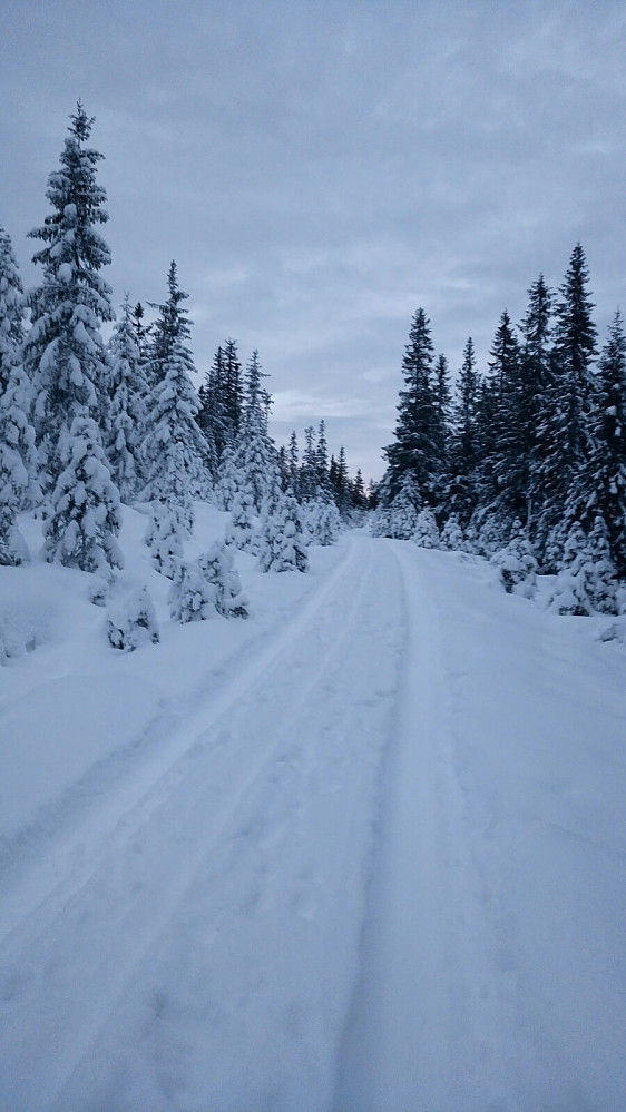 Opp mot Lauvhøgda