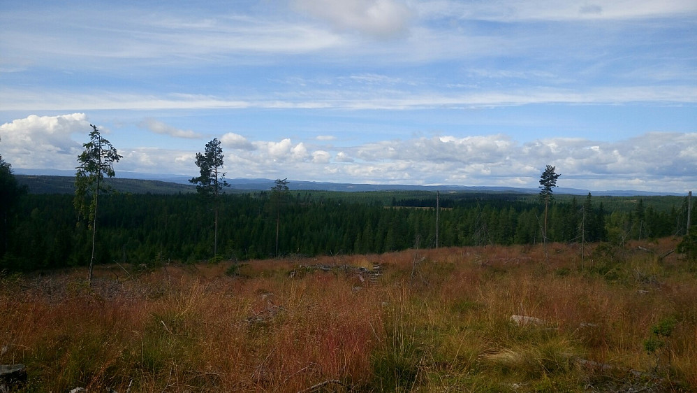 Wollahaugen