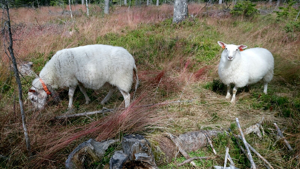 Kjælen søye som kom rett i mot meg på "haugen," med en litt mer skeptisk lamunge etter seg