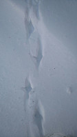 gitteval_20171227_5a43aea1e8cfa.jpg