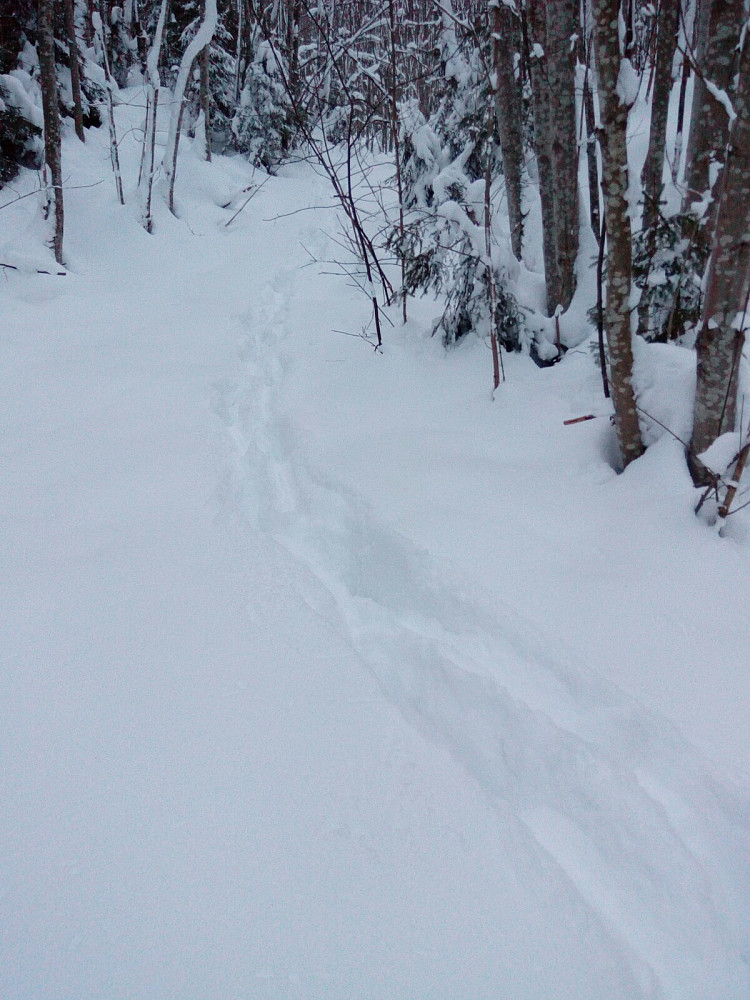 Spor etter skogens konge