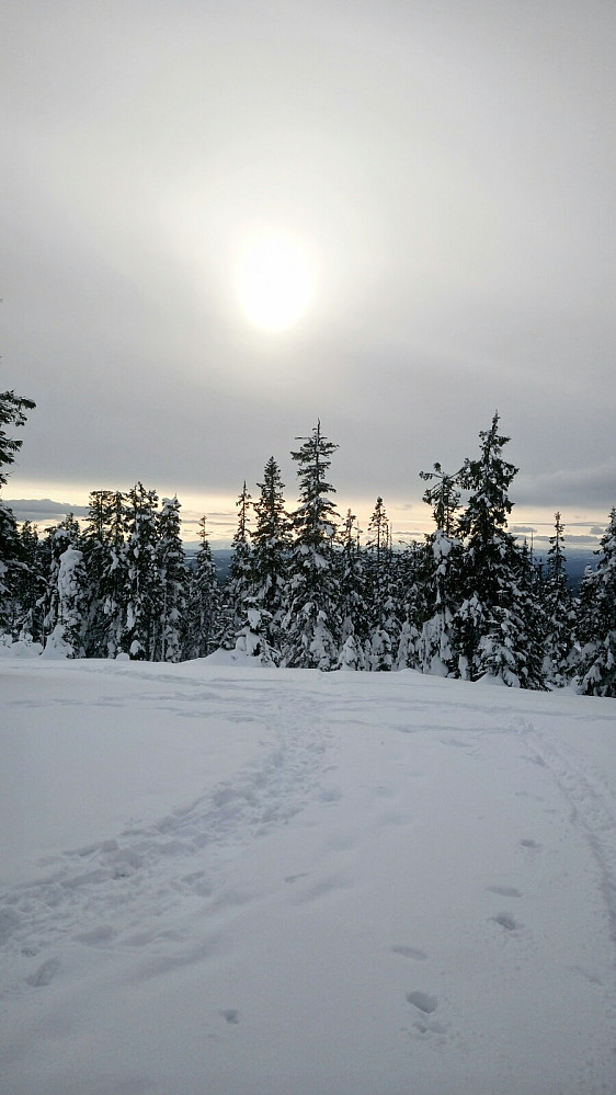 Lauvhøgda