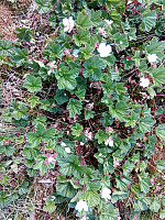 gitteval_20180616_5b2516136501e.jpg