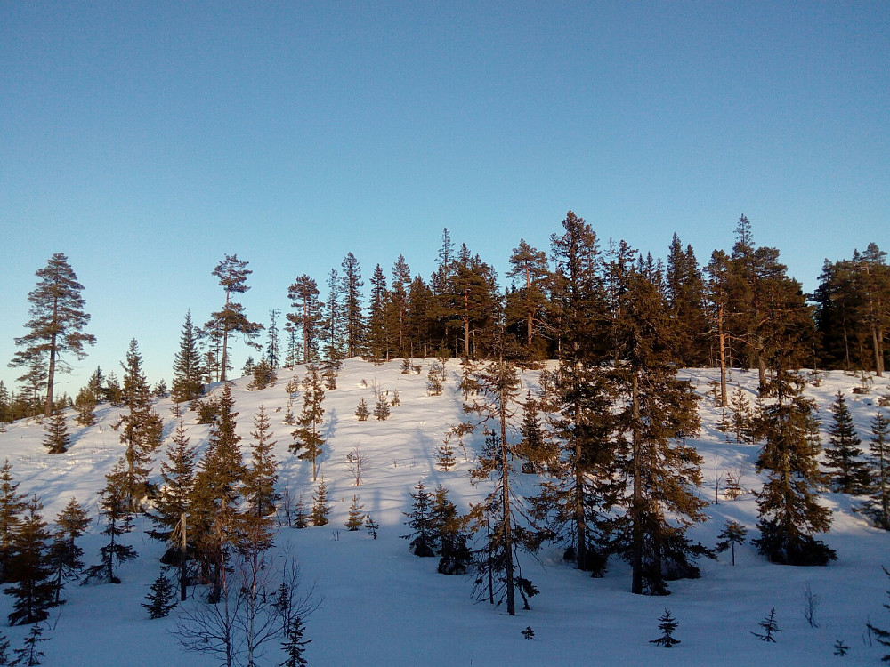 Skonhovdhøgda