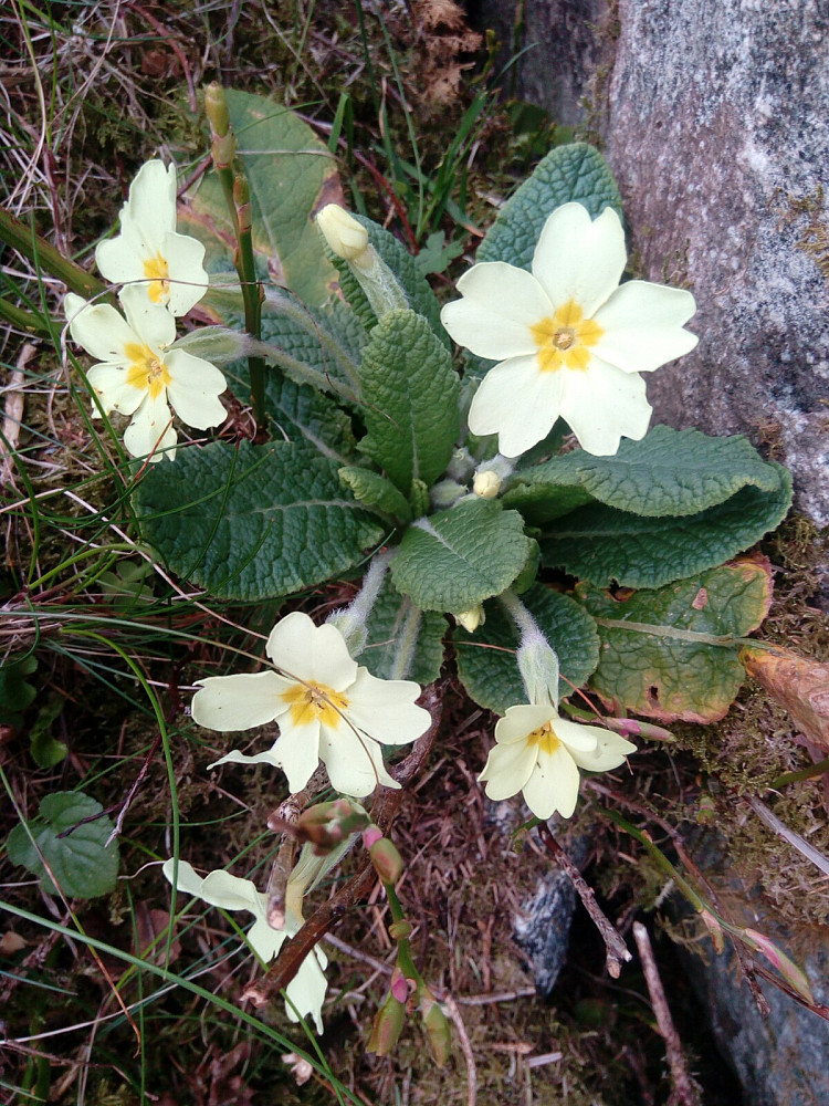 Kusymre Primula vulgaris