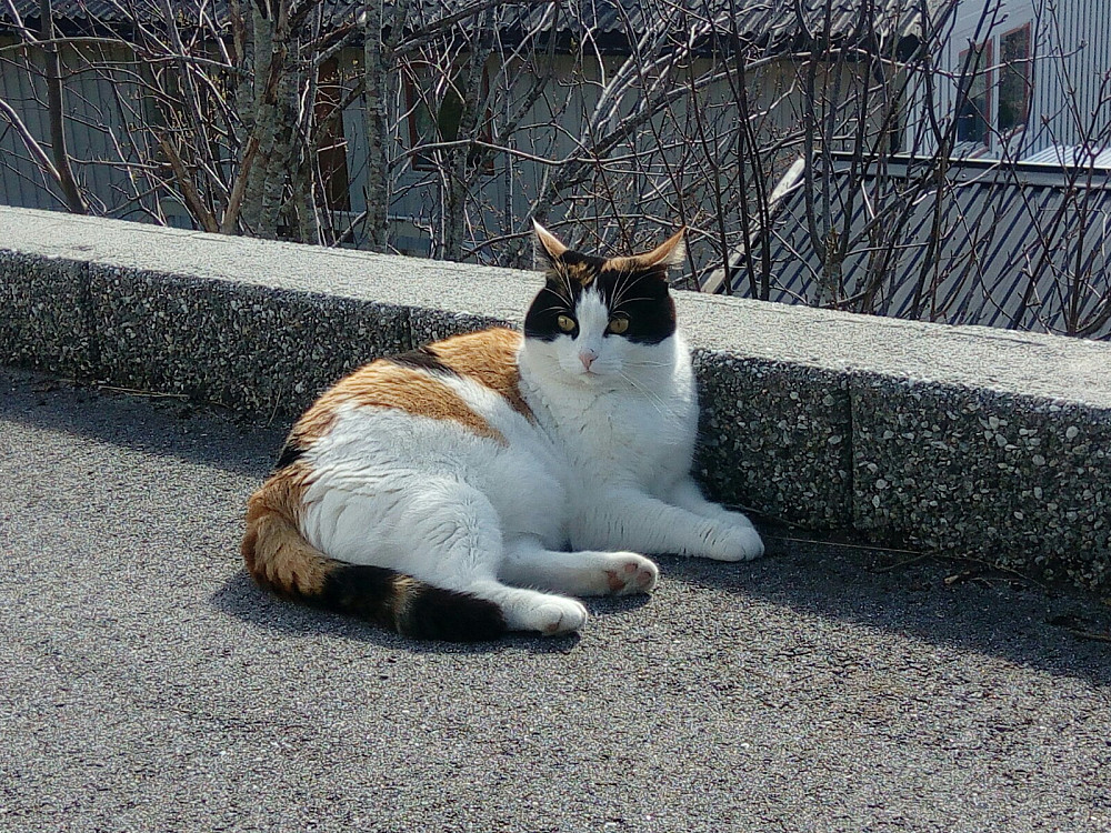 Fiona