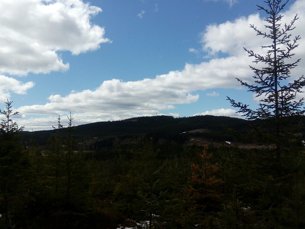Lauvhøgda