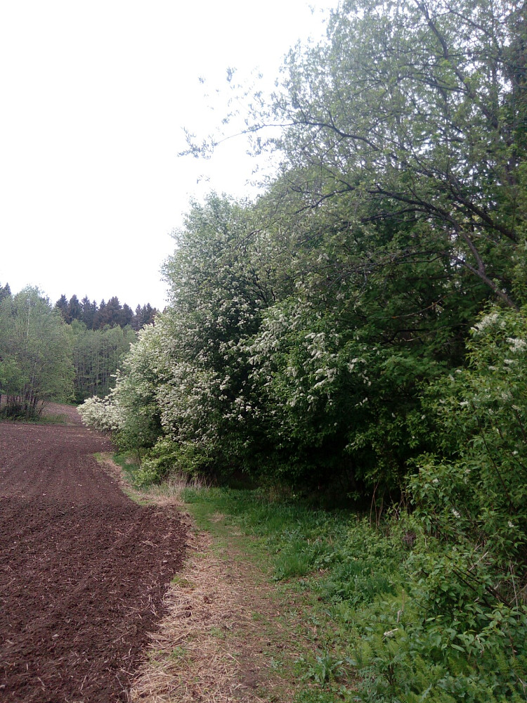 Heggen i full blomst
