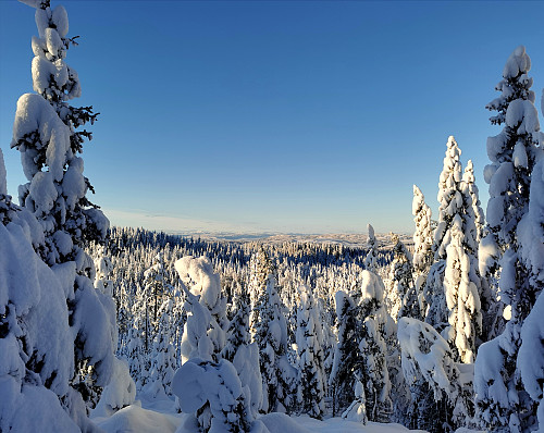 Høsbjørkampen (587 moh)