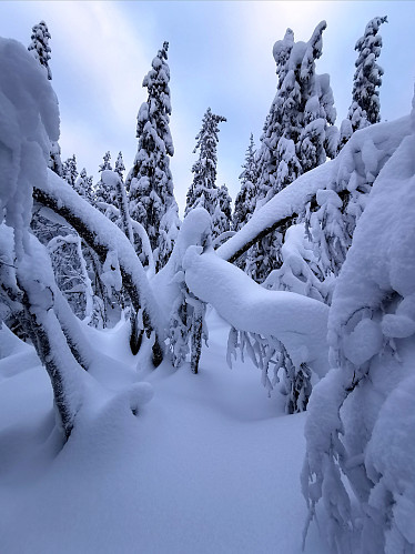 Litt vanskelig å orientere seg når stien er dekket av snø og greiner henger over