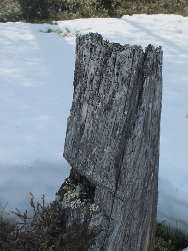 Slik var alle stubbene jeg så i lia opp mot Tisvola. Det var hogd inn et skår ca 50 cm under kuttflata. Lurer på hvorfor de gjorde det?