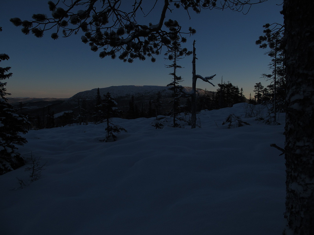 Rognvola i skumring 