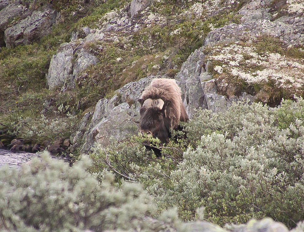 Denne oksen gikk vi på da vi skulle omgå en flokk som sperret veien. Vi var vel ca 50 meter unna da vi oppdaget den. Heldigvis gikk det bra og vi tak oss rolig tilbake.