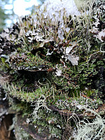 Peregrinus_20190224_5c72cee49dcf9.jpg
