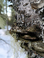 Peregrinus_20190224_5c72cee5c7603.jpg