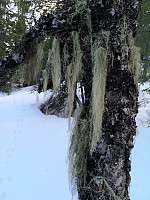 Peregrinus_20190224_5c72cee6472ac.jpg