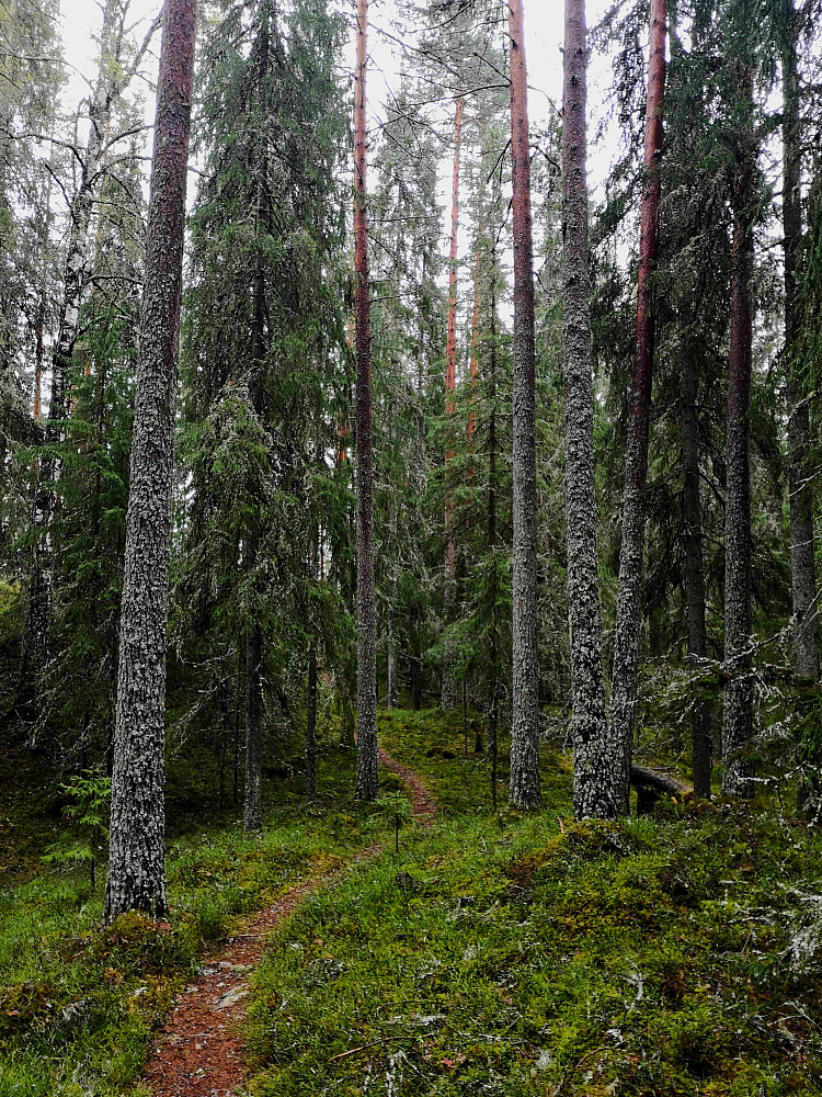 Ikke lenge etter at vi kom inn på pilegrimsleden, så kom vi inn i en fantastisk høyreist blandingsskog. Her var det betraktelig mer fugleliv enn i furuskogen.