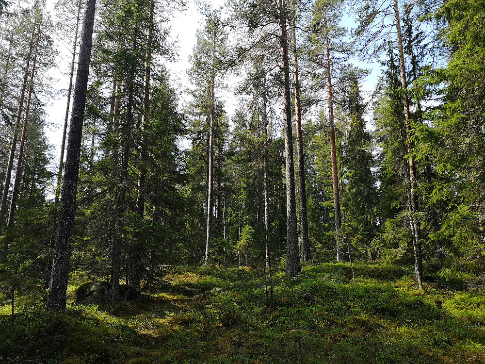 Gammel og fin skog på Ingridsberget 