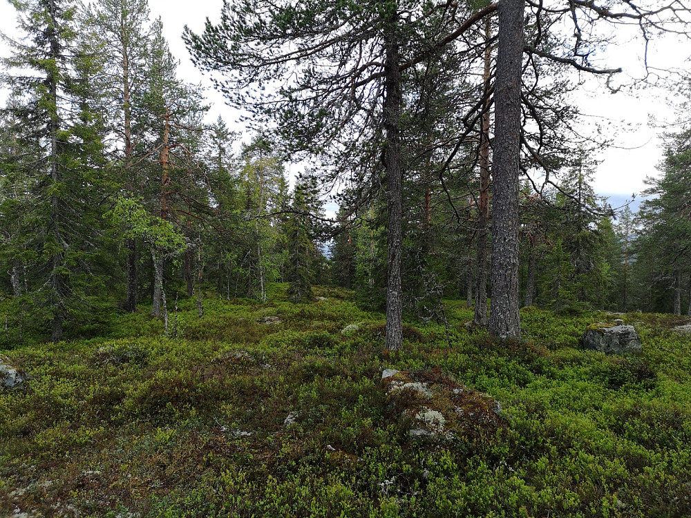 Gammel furuskog på toppen av sørøst for Digeråsen