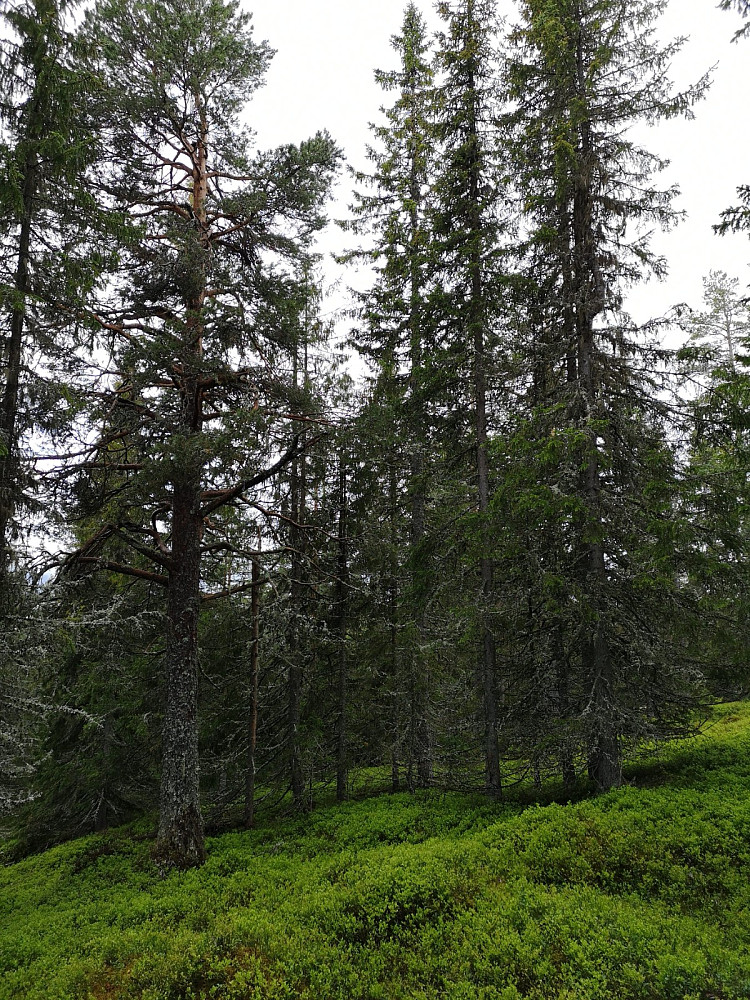 Nydelig skog