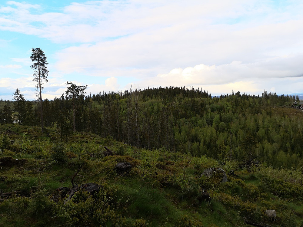 Toppen av Kvannbekkåsen