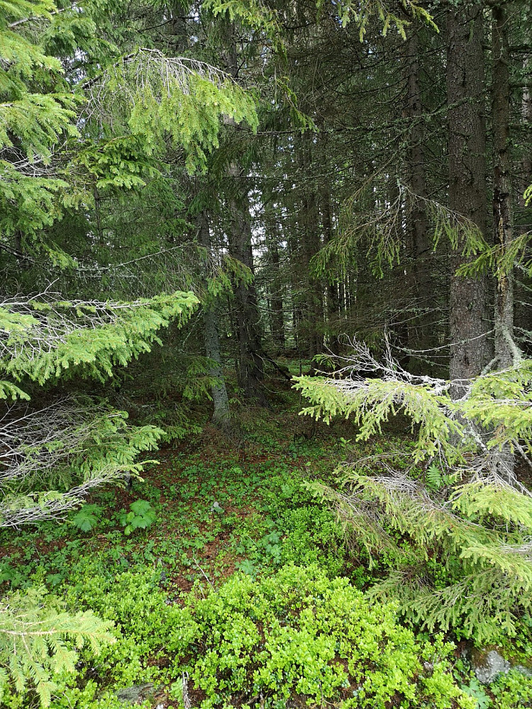 Inngang til gammelskogen