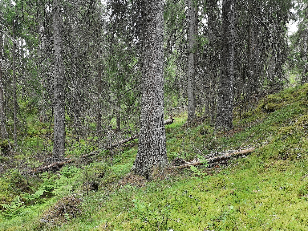 Ved snuplassen mellom Talsnesberget, og Vesle Sissilknollen er det et rådrag. Der er det satt igjen litt skog. Det er for det meste gammel flott granskog. Godt gjort at de har satt igjen denne tappen.. 