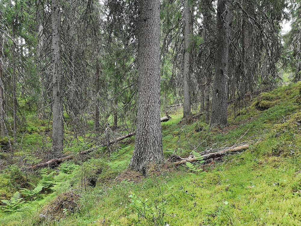 Ved snuplassen mellom Talsnesberget, og Vesle Sissilknollen er det et rådrag. Der er det satt igjen litt skog. Det er for det meste gammel flott granskog. Godt gjort at de har satt igjen denne tappen..