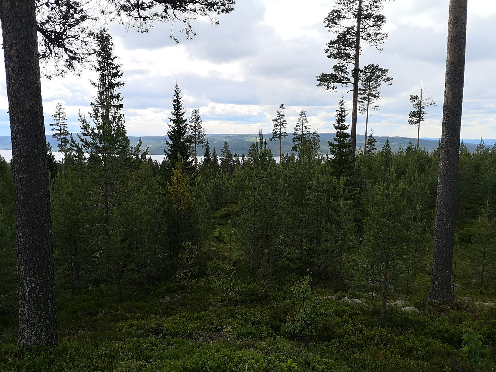 Bilde fra toppen av Talsneberget. På toppen var det hogd for en del år siden, og det var tett oppslag av furu. Osensjøen, og Raskiftet i bakgrunnen