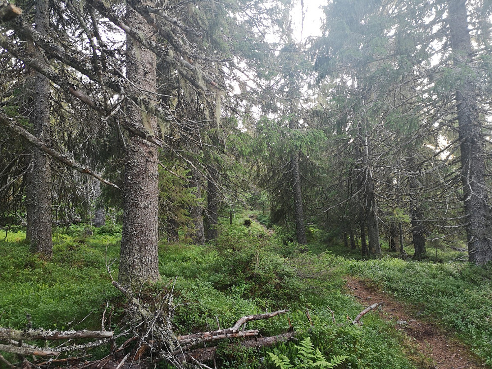 Fin gammelskog rundt toppen