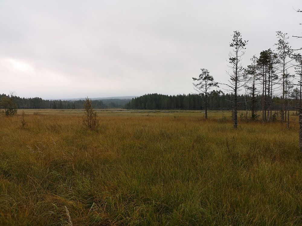 Ørtjennet - en gang et stort tjern i skogen, nå er det snart igjengrodd. Det er fine høstfarger på myra