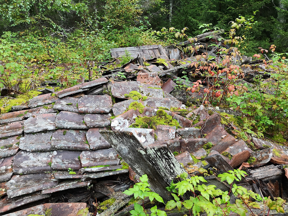 En gammel husmannsplass i skogen. Før ryddet folkene plass til hus og beite, nå tar skogen området tilbake. Mye slit til ingen nytte vil mange mene.