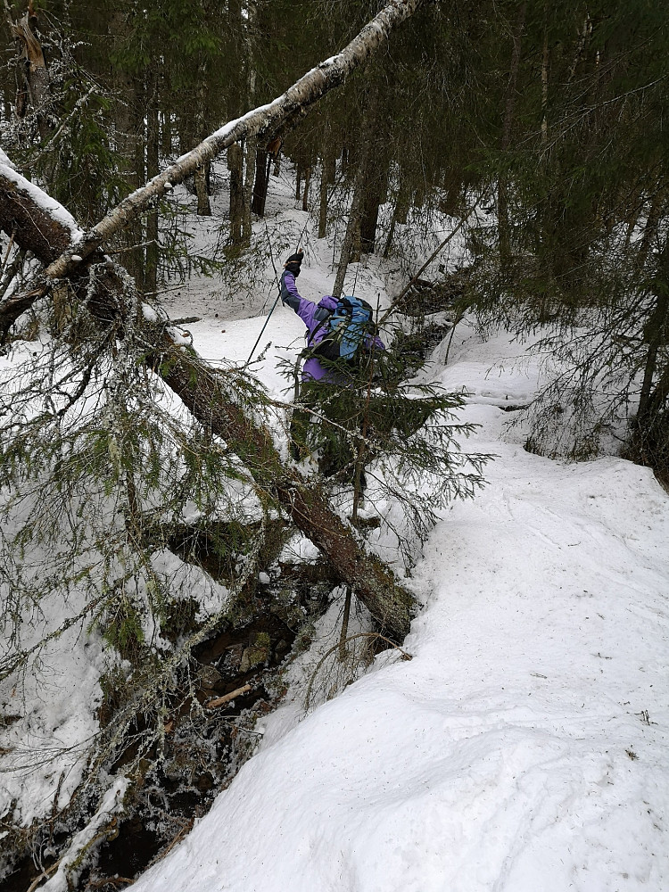 Med lite snø i skogen blir en liten bekk en utfordring å krysse