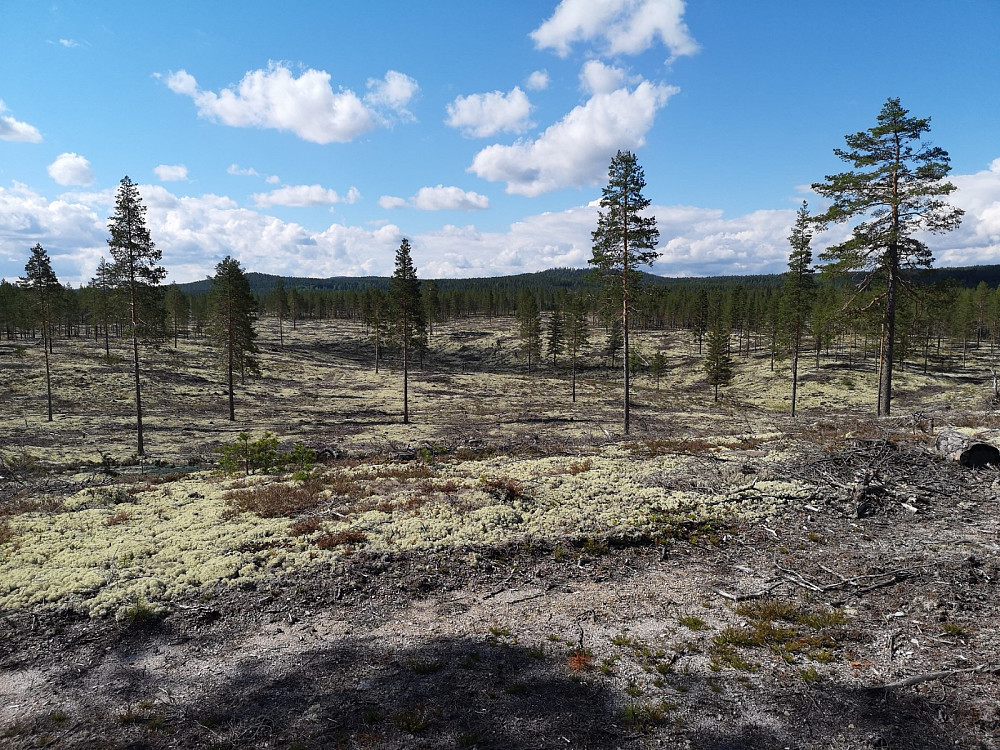 Ikke mye liv på avhogde furumoer