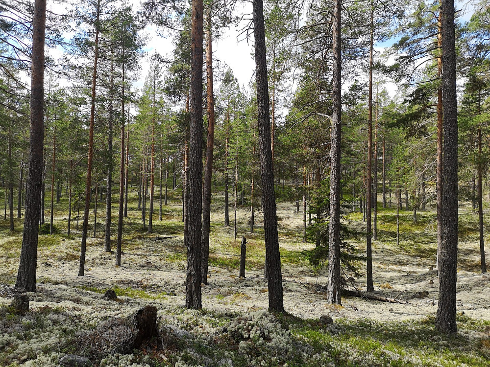 Trivelig furuskog