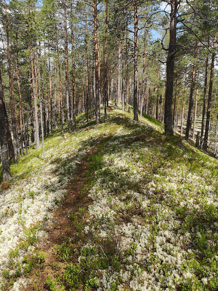 Fin morenerygg mot toppen