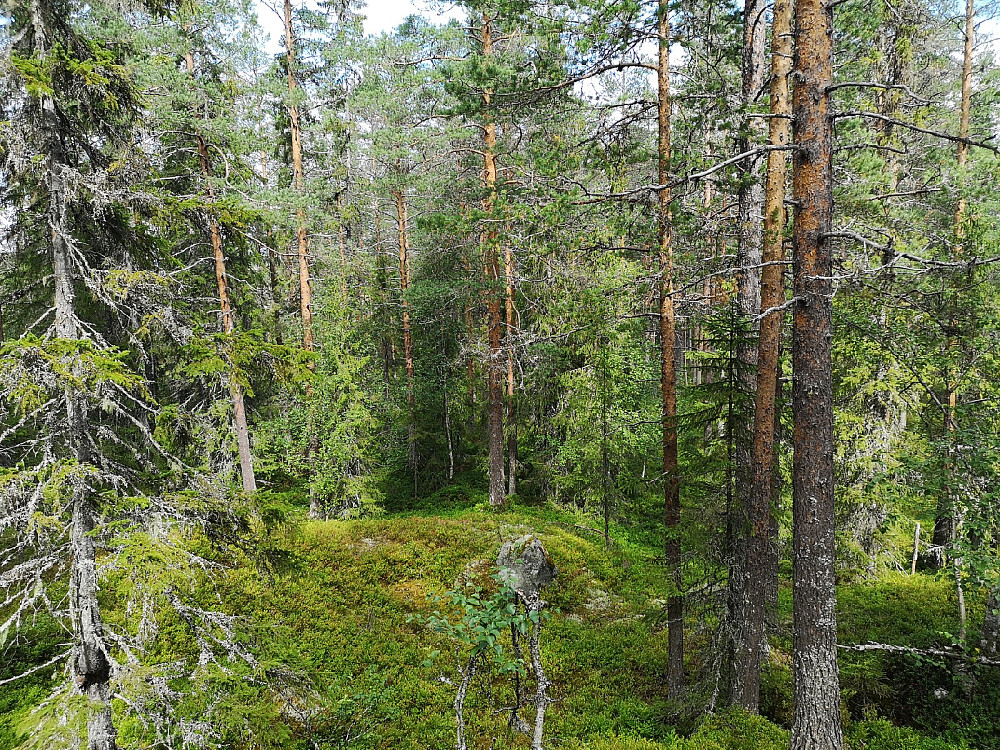 Utrolig flott skog som jeg gikk i