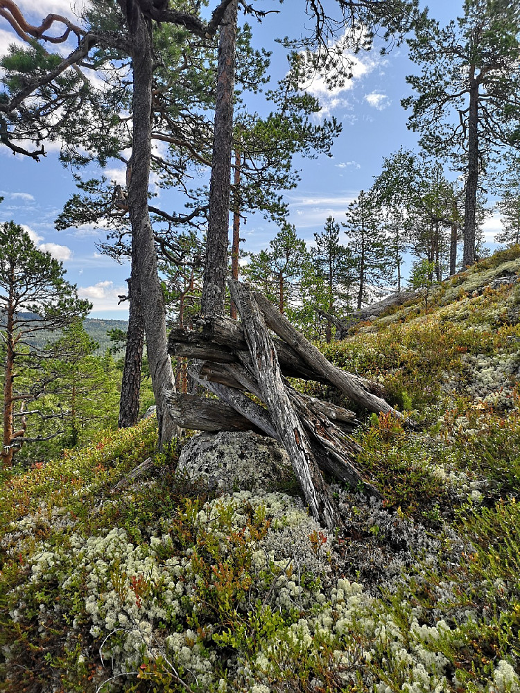 Noen har gått i fra vedreset sitt