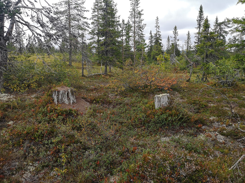 Selv lang inn mot Svartåfjellet har det blitt drevet hogst. Disse stokkene har nok en skikkelig arbeidshest fraktet ut