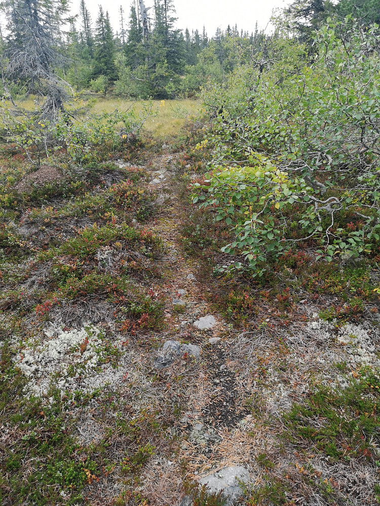 Plutselig dukket det opp en sti som ikke var merket på kartet. Jeg fulgte den ett stykke, men tok opp mot Svartåfjellet etter en stund