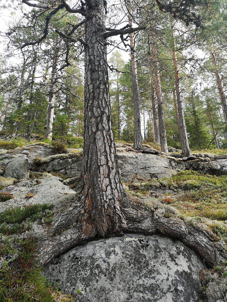 Det må til litt forankring for å holde en slik kjempe stående