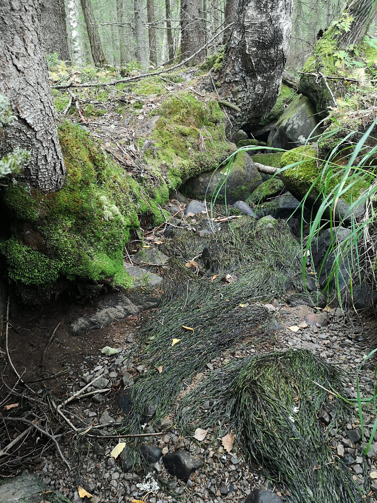 Det er tørt i skogen. Uttørket bekkeløp