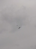 Peregrinus_20201007_5f7d862822b7e.jpg