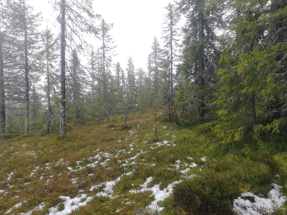 Det ligger igjen litt snø i skogen