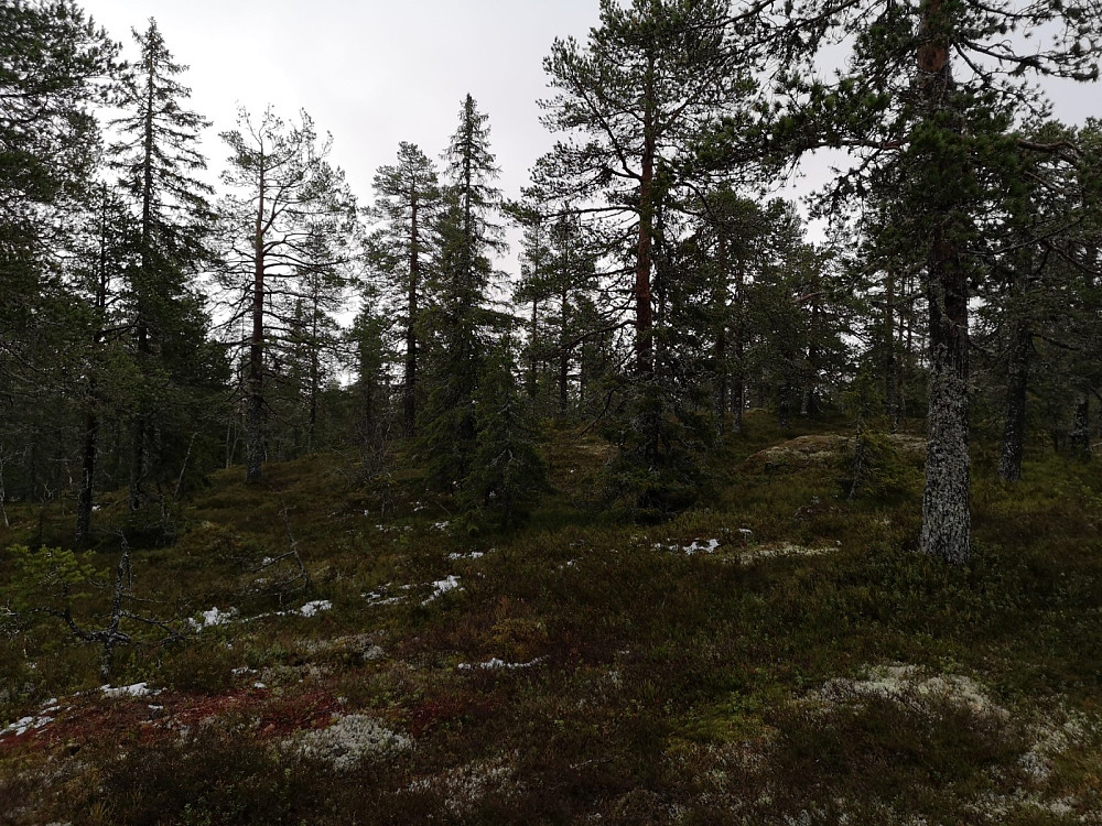 Området er preget av stor furu, og mindre gran med innslag av bjørk