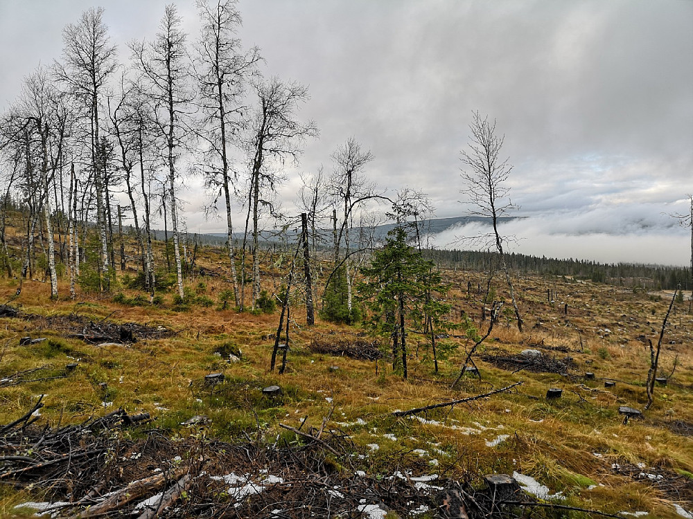 I enden av runden min kom jeg over ei hogstflate så stor at fuglen må ha med nistepakke for å komme seg over... Utrolig trist når man vet hvordan det var her før hogsten. Da var det nesten urørt skog her.