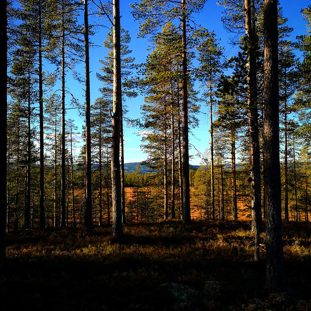 Myra soler seg i lav novembersol, og venter på den hvite dyna som snart skal legge seg over som et beskyttende lag.